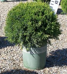 Juniperus chinensis 'Monlep'(MINT JULEP®) — photo 1