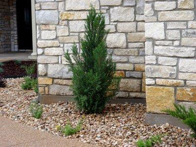 Juniperus chinensis 'Blue Point'