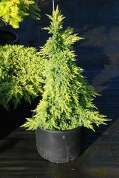 Juniperus chinensis 'Daub's Frosted' — photo 1