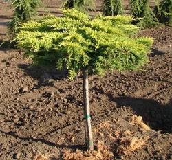 Juniperus chinensis 'Daub's Frosted' — photo 2
