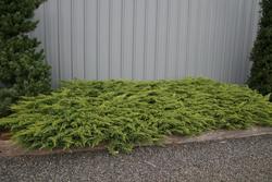 Juniperus chinensis 'Daub's Frosted' — photo 3
