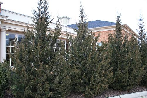Juniperus chinensis 'Fairview'