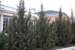 Juniperus chinensis 'Fairview' — photo 1