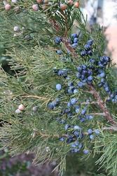 Juniperus chinensis 'Fairview' — photo 2