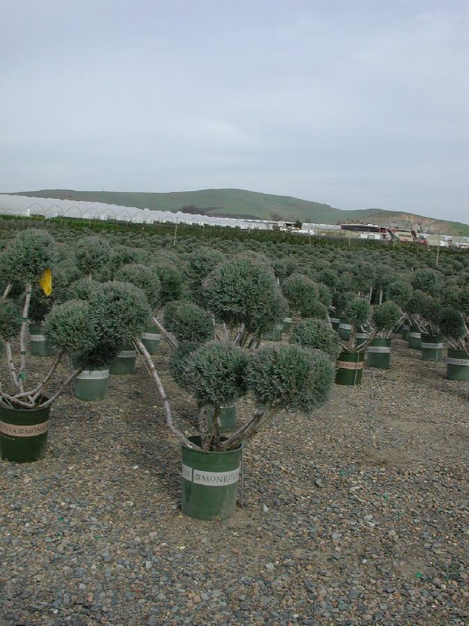 Juniperus chinensis Hetzii Glauca — photo 1
