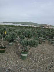 Juniperus chinensis Hetzii Glauca — photo 1