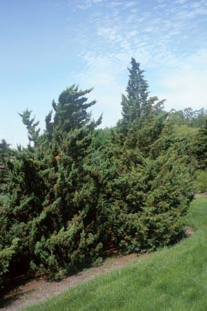 Juniperus chinensis 'Iowa' — photo 1
