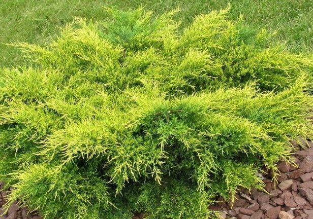 Juniperus chinensis 'Old Gold' — photo 1