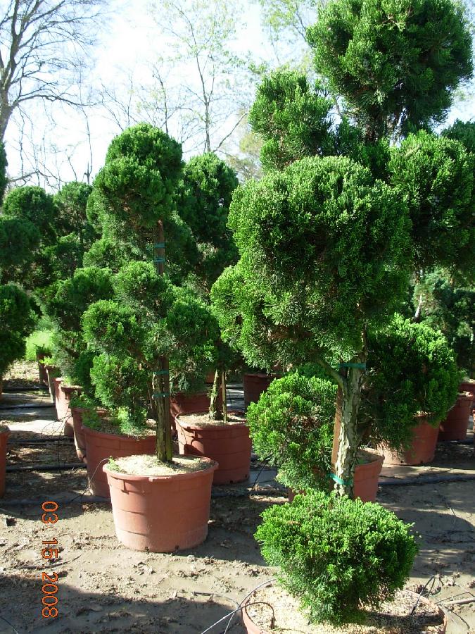 Juniperus chinensis 'Robusta Green' — photo 1