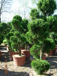 Juniperus chinensis 'Robusta Green' — photo 1