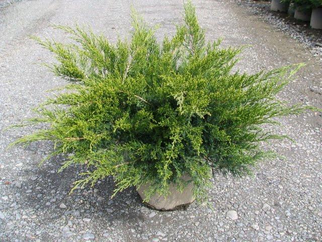 Juniperus chinensis 'Sea Green' — photo 1