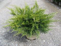 Juniperus chinensis 'Sea Green' — photo 1