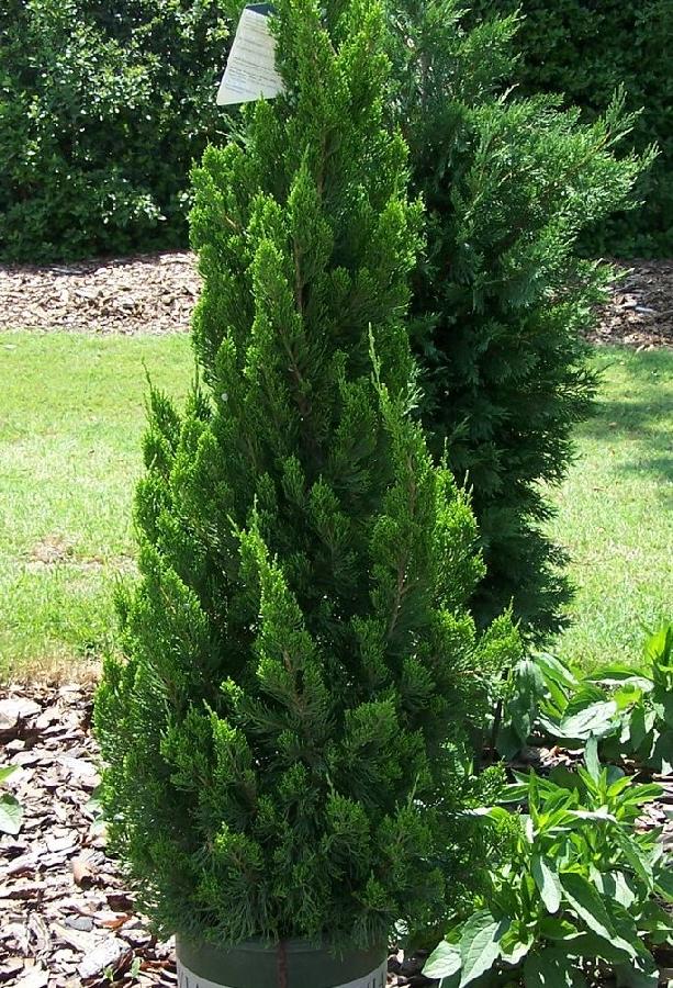 Juniperus chinensis 'Torulosa' — photo 1