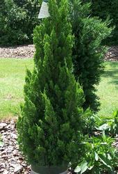 Juniperus chinensis 'Torulosa' — photo 1