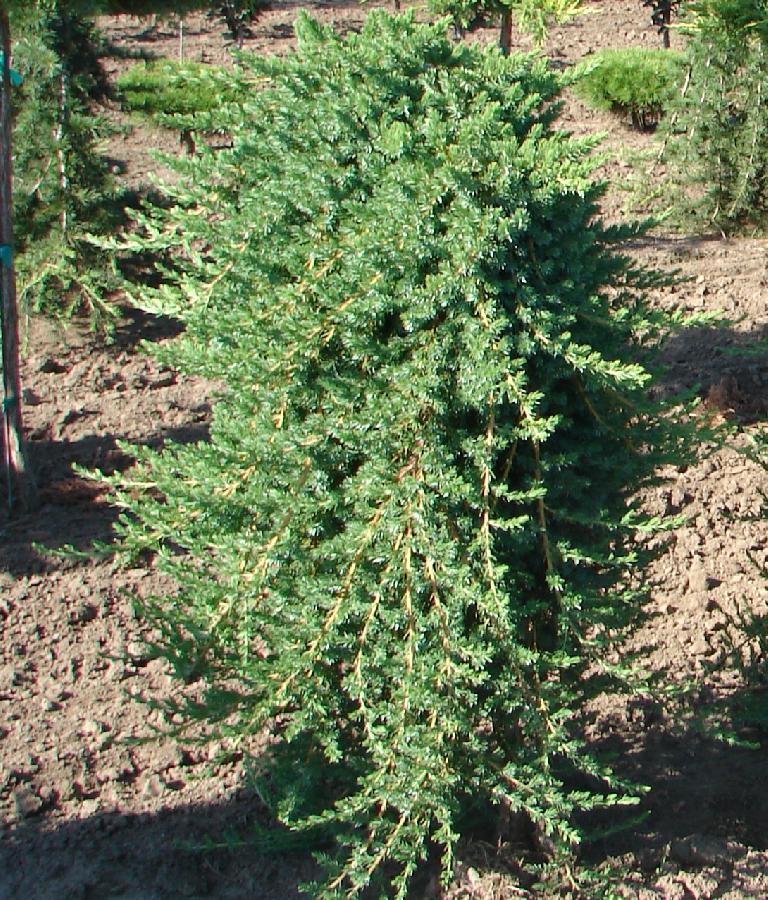 Juniperus conferta Blue Lagoon — photo 1