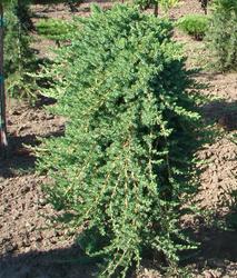 Juniperus conferta Blue Lagoon — photo 1