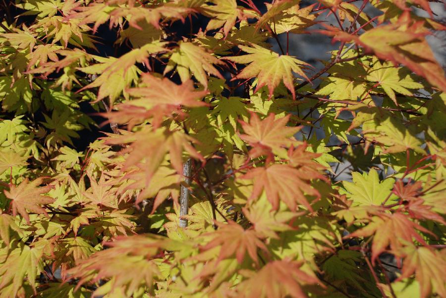Acer palmatum 'Orange Dream' — photo 1