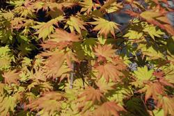 Acer palmatum 'Orange Dream' — photo 1
