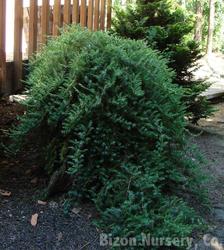 Juniperus conferta Blue Lagoon — photo 2