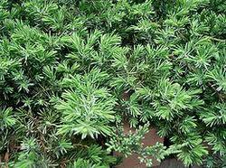 Juniperus conferta 'Blue Pacific' — photo 1