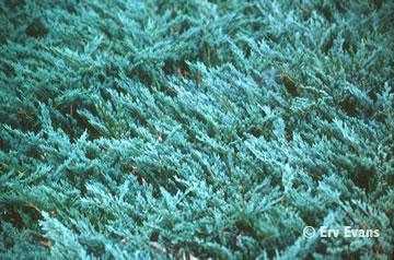 Juniperus horizontalis 'Bar Harbor' — photo 1