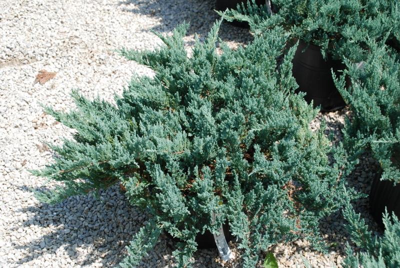 Juniperus horizontalis 'Blue Chip' — photo 1