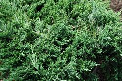 Juniperus horizontalis 'Blue Rug' — photo 1