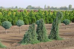 Juniperus horizontalis 'Blue Rug' — photo 2