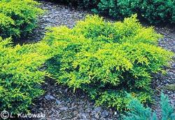 Juniperus pfitzeriana 'Gold Coast' — photo 1
