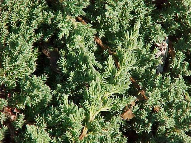 Juniperus procumbens 'Green Mound' — photo 1