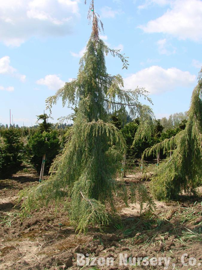Juniperus rigida 'Pendula' — photo 1