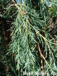 Juniperus scopulorum 'Tolleson's Blue Weeping' — photo 1