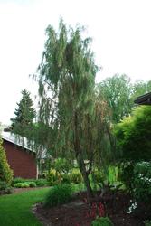 Juniperus scopulorum 'Tolleson's Blue Weeping' — photo 2
