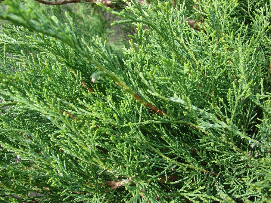 Juniperus sabina 'Arcadia' — photo 1