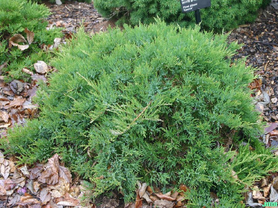 Juniperus sabina 'Broadmoor' — photo 1