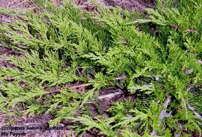 Juniperus sabina 'Buffalo' — photo 1