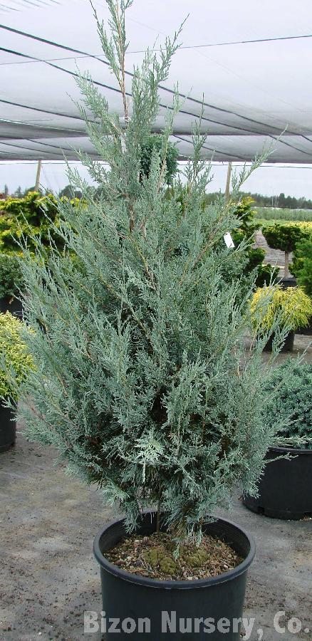 Juniperus scopulorum 'Moonglow' — photo 1