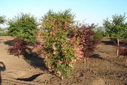 Acer palmatum 'Orido Nishiki' — photo 1