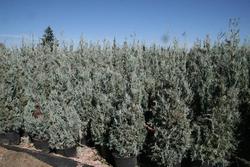 Juniperus scopulorum 'Wichita Blue' — photo 2