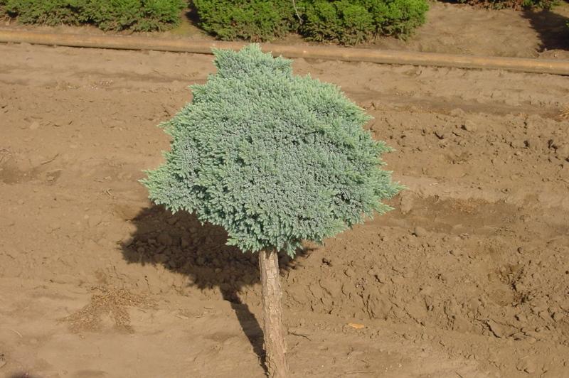 Juniperus squamata 'Blue Star'