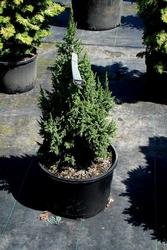 Juniperus squamata Loderi — photo 1