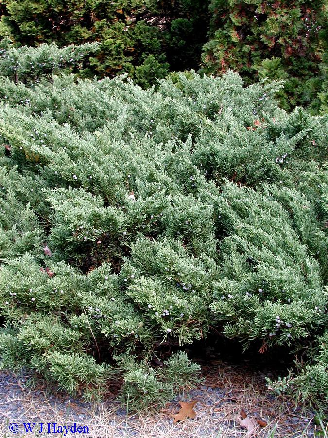 Juniperus squamata Parsonii