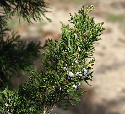 Juniperus virginiana 'Canaertii' — photo 1