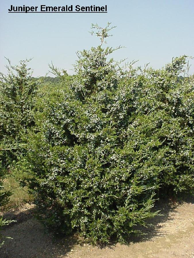 Juniperus virginiana Emerald Sentinel