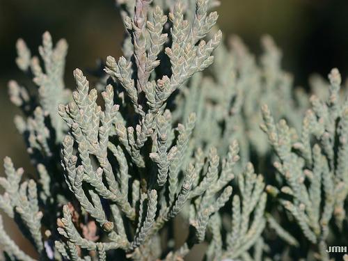 Juniperus virginiana 'Glauca'