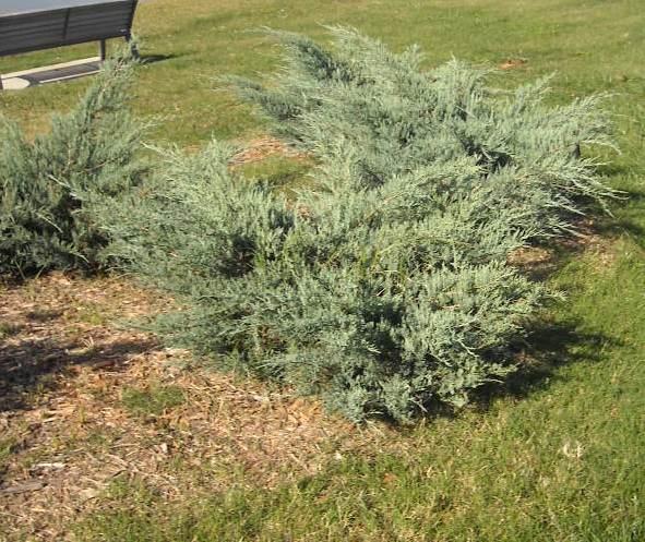 Juniperus virginiana 'Grey Owl'