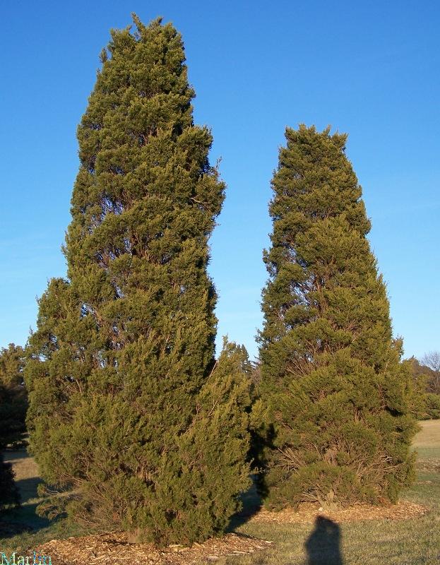 Juniperus virginiana Hillspire