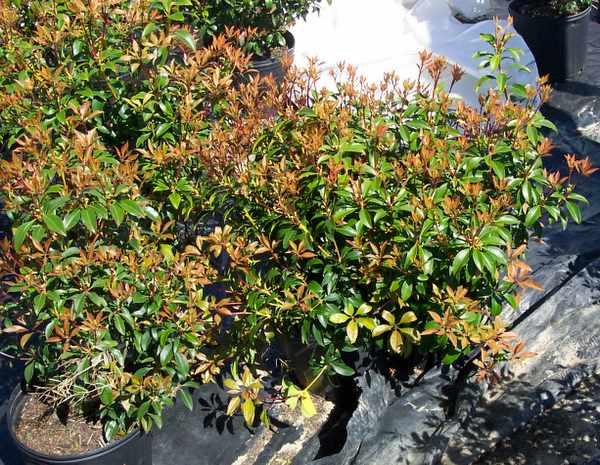 Kalmia Bullseye