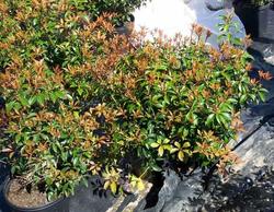 Kalmia Bullseye — photo 1