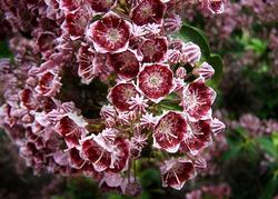 Kalmia Bullseye — photo 2